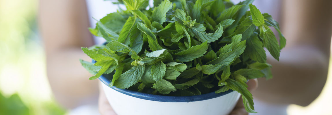 The Magic of Peppermint: Treat Everything from Stomach Ache to Nausea