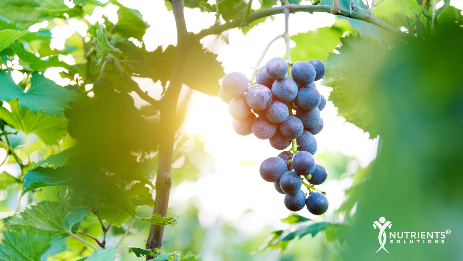 Grape Seed: Benefits for Heart, Skin Health, and Blood Sugar